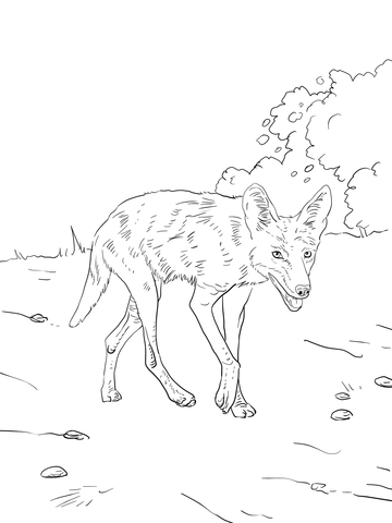 Brush Wolf Or Coyote Coloring Page